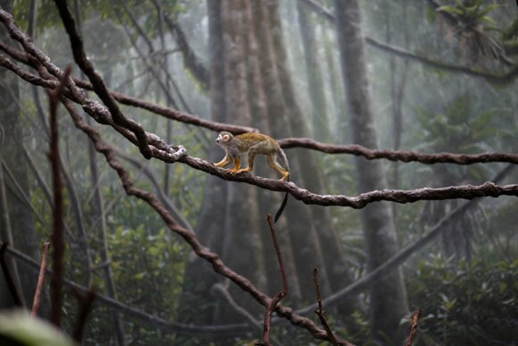 Tropical Buffalo: A Rainforest Blooms at the Zoo